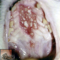 Aandoeningen van de mondholte bij de kat