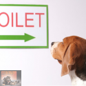 Coprofagie: het eten van ontlasting door de hond Coprofagie: het eten van ontlasting door de hond