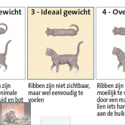 Overgewicht bij honden en katten: een gewichtig probleem