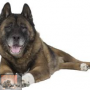 Dementie bij honden