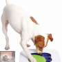 Dementie bij honden