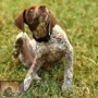 Allergie bij de hond