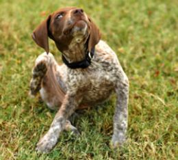 hond_jeuk1