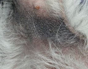 hond_jeuk4