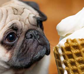 hond_jeuk7