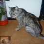 Pijn bij de kat