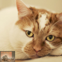 Katten en artrose