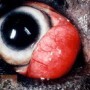 Cherry eye of kersenoog bij de hond