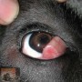 Cherry eye of kersenoog bij de hond