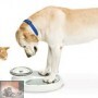 Overgewicht bij hond en kat