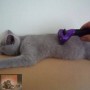 De furminator: Wat? Hoe? Waarom? De furminator: Wat? Hoe? Waarom?