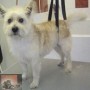 De furminator: Wat? Hoe? Waarom?