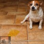 Scheidingsangst en scheidingsgerelateerde stoornissen