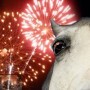 Tips voor vuurwerkangst Tips voor vuurwerkangst