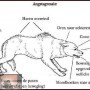 Kinderen en honden