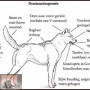 Kinderen en honden