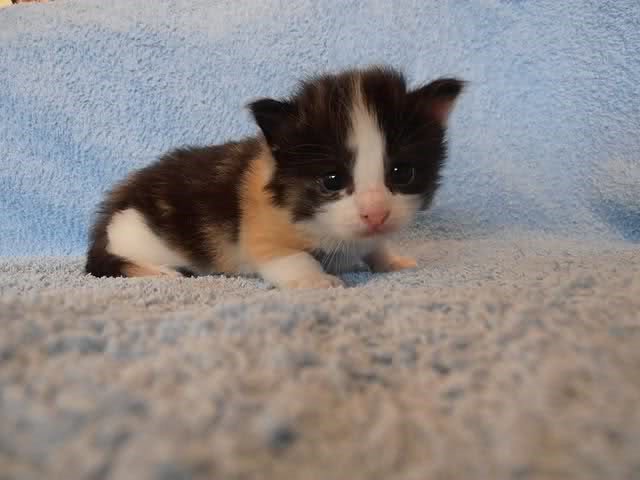 Ontwikkeling van een kitten – DAP ARGUS