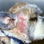 Veel gestelde vragen over het wassen van de hond Veel gestelde vragen over het wassen van de hond
