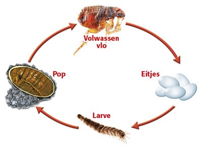 koel het kan in het midden van niets Tips bij vlooien in huis, hoe bestrijden? – DAP ARGUS