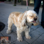 Reverse Sneezing