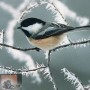 Najaarsklassiekers: vlooien in de winter, vuurwerkangst, dieren en vriesweer