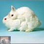 Voortplanting bij konijnen