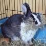 Voortplanting bij konijnen