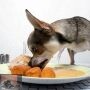 Diarree bij de hond Diarree bij de hond
