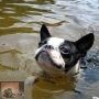 Zwemmen met je hond, waarom zijn de meeste Labradors te dik en waarom hebben sommige dieren 2 verschillende kleuren ogen