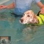 Zwemmen met je hond, waarom zijn de meeste Labradors te dik en waarom hebben sommige dieren 2 verschillende kleuren ogen