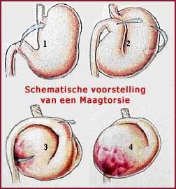 Voorbeeld hoe de maag draait bij een maagtorsie