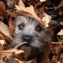 Herfst-tips Herfst-tips
