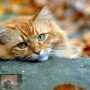 Herfst-tips