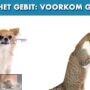 Tandverzorging bij hond en kat